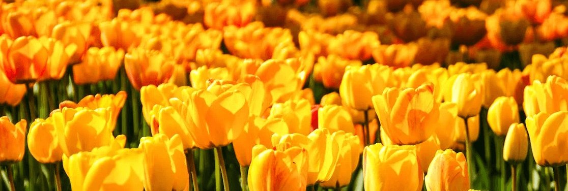 Win speciale Koningsdag shirts bij BetCity.nl